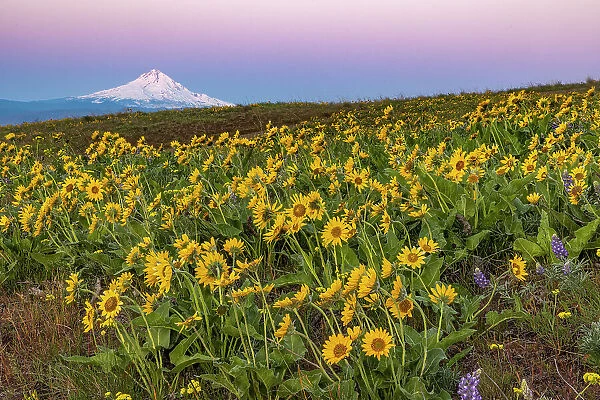 Spring wildflowers in full bloom on Dalles Mountain in Columbia Hills State Park near Lyle, Washington State, USA Date: 18-04-2021