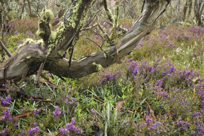 Framed Print : spring wildflowers - blooming Alpine Hovea in a forest of Snow Gums - Bogong Highplains, Alpine National Park, Victoria Australia