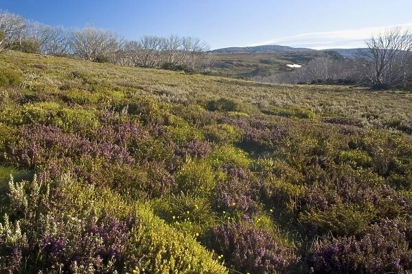 Spring wildflowers - colourful blooming heathland in early spring - Bogong Highplains, Alpine National Park, Victoria, Australia