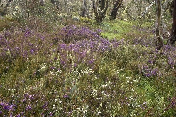 spring wildflowers - flower mix of blooming Alpine Hovea and Bogong Daisy Bush around a Snow Gum - Bogong Highplains, Alpine National Park, Victoria Australia