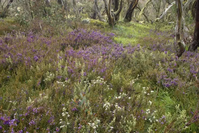 Framed Print : spring wildflowers - flower mix of blooming Alpine Hovea and Bogong Daisy Bush around a Snow Gum - Bogong Highplains, Alpine National Park, Victoria Australia Framed Print : spring wildflowers - flower mix of blooming Alpine Hovea and Bogong Daisy Bush around a Snow Gum - Bogong Highplains, Alpine National Park, Victoria Australia
