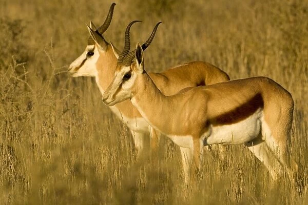 Springbok-Bathed in early morning light- Kgalagadi Transfrontier Park-South Africa-Botswana-Africa