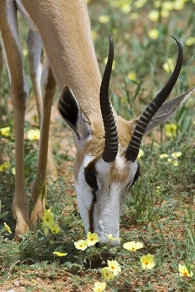 Springbok close-up feeding on dubbeltjie flowers after good rains. Occurs in South West Arid Zone and adjacent dry savanna; southern Angola, Botswana, western and northern South Africa. Kgalagadi Transfrontier Park, Northern Cape, South Africa