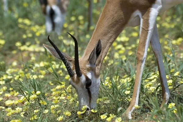 Springbok feeding on dubbeltjie flowers after good rains. Occurs in South West Arid Zone and adjacent dry savanna; southern Angola, Botswana, western and northern South Africa. Kgalagadi Transfrontier Park, Northern Cape, South Africa