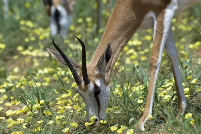 Framed Print : Springbok feeding on dubbeltjie flowers after good rains. Occurs in South West Arid Zone and adjacent dry savanna; southern Angola, Botswana, western and northern South Africa. Kgalagadi Transfrontier Park, Northern Cape, South Africa Framed Print : Springbok feeding on dubbeltjie flowers after good rains. Occurs in South West Arid Zone and adjacent dry savanna; southern Angola, Botswana, western and northern South Africa. Kgalagadi Transfrontier Park, Northern Cape, South Africa