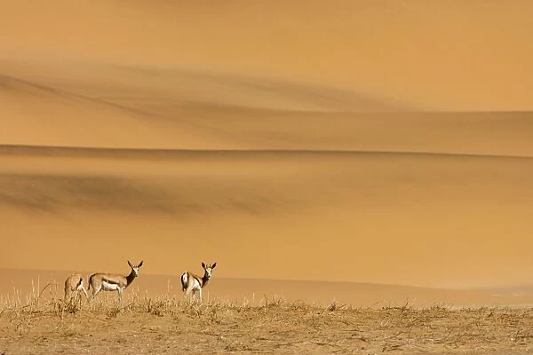 Springbok-Feeding on sparse dry vegetation on the eastern foot of the Southern Dune sea Namib Desert-Namibia-Africa