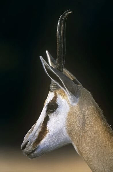Springbok - female Kgalagadi Transfrontier Park, South Africa