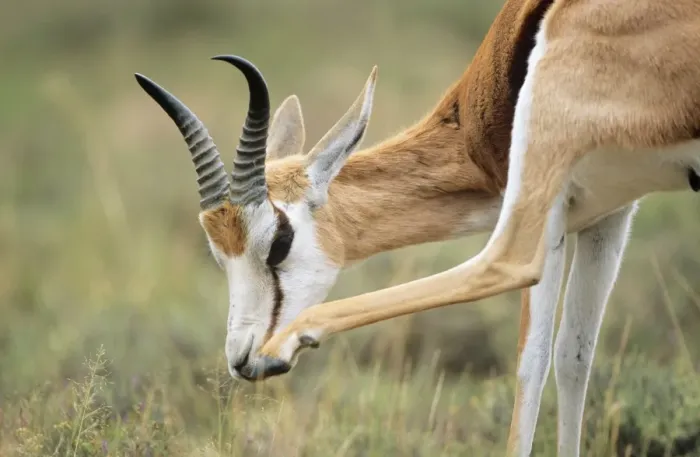 Framed Print : Springbok - grooming South Africa Framed Print : Springbok - grooming South Africa