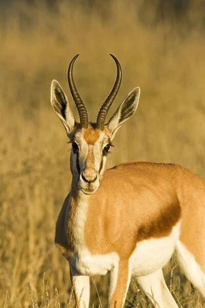 Springbok-Head and shoulder portrait-early morning- Kgalagadi Transfrontier Park-South Africa-Botswana-Africa