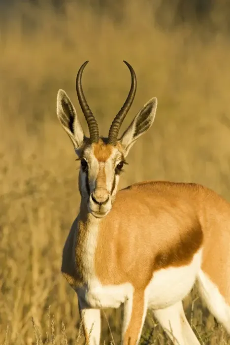 Framed Print : Springbok-Head and shoulder portrait-early morning- Kgalagadi Transfrontier Park-South Africa-Botswana-Africa Framed Print : Springbok-Head and shoulder portrait-early morning- Kgalagadi Transfrontier Park-South Africa-Botswana-Africa