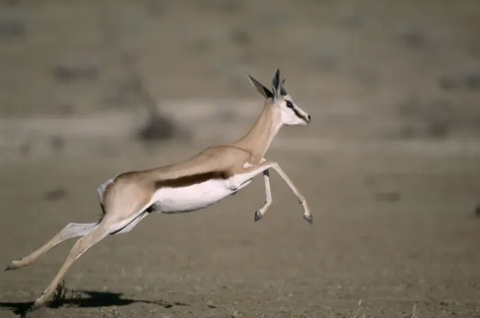 Framed Print : Springbok Juvenile running Kgalagadi Transfrontier Park, South Africa Framed Print : Springbok Juvenile running Kgalagadi Transfrontier Park, South Africa