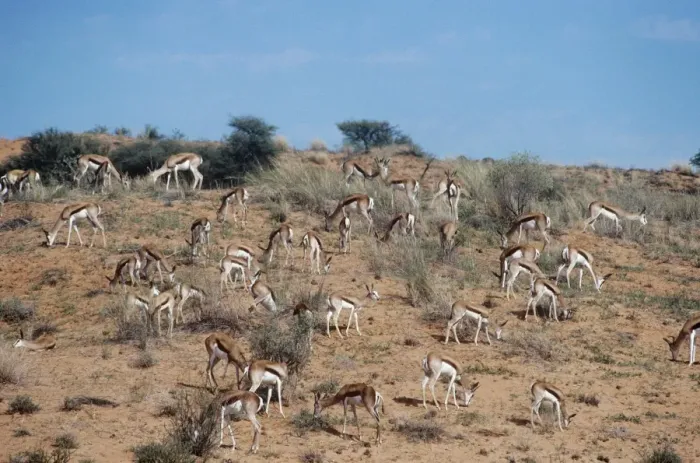 Framed Print : Springbok Kalahari Desert, Africa Framed Print : Springbok Kalahari Desert, Africa