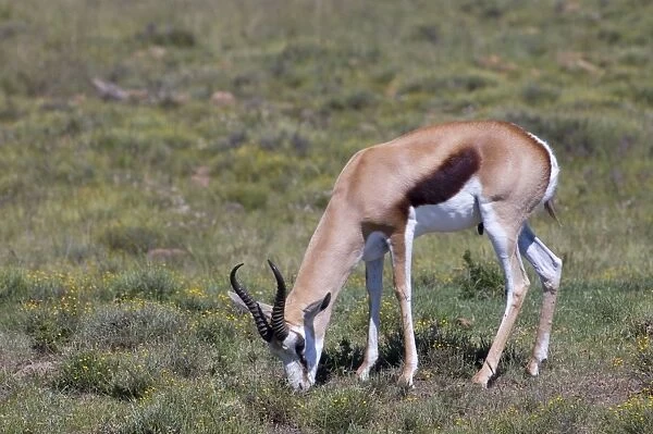 Springbok - Male grazing. Grazes and browses, also digging up roots and bulbs. Inhabits open arid plains and savanna. Mountain Zebra National Park, Eastern Cape, South Africa