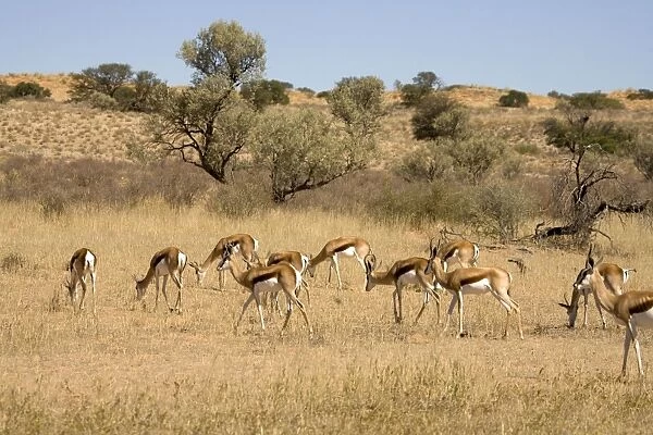 Springbok-On the move through typical Kalahari environment- Kgalagadi Transfrontier Park-South Africa-Botswana-Africa