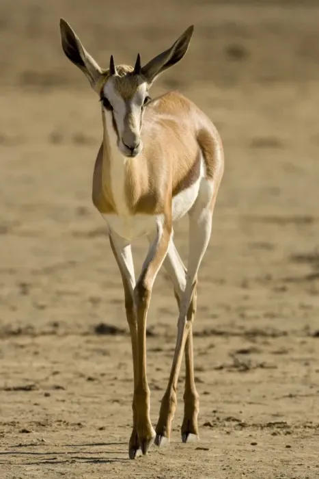 Framed Print : Springbok-Portrait of youngster walking over dry barren ground Kgalagadi Transfrontier Park-South Africa-Botswana-Africa Framed Print : Springbok-Portrait of youngster walking over dry barren ground Kgalagadi Transfrontier Park-South Africa-Botswana-Africa