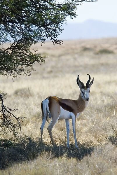 Springbok resting in shade at noon. Mountain Zebra National Park, Eastern Cape, South Africa