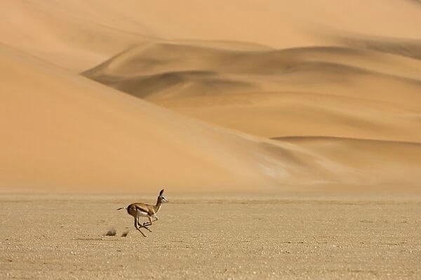 Springbok-Running accross the gravel plains with dunes in the background Southern Dune Sea-Namib Desert-Namibia-Africa