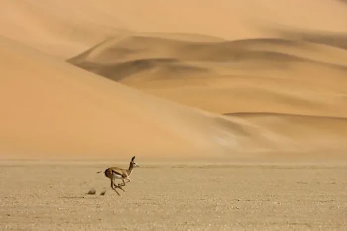 Framed Print : Springbok-Running accross the gravel plains with dunes in the background Southern Dune Sea-Namib Desert-Namibia-Africa Framed Print : Springbok-Running accross the gravel plains with dunes in the background Southern Dune Sea-Namib Desert-Namibia-Africa