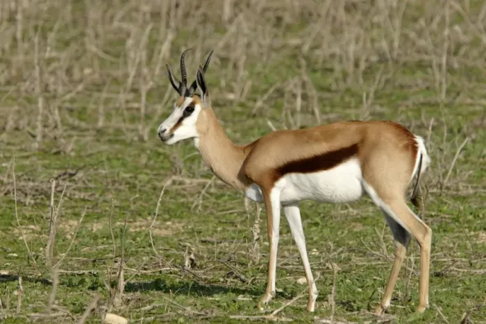 Framed Print : Springbok - in Safari Park Framed Print : Springbok - in Safari Park