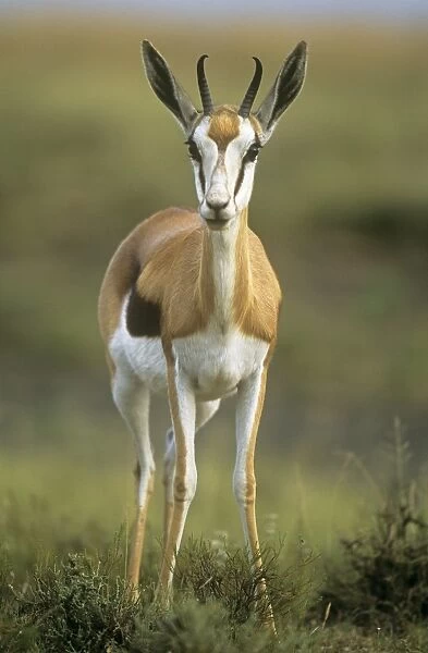 Springbok South Africa