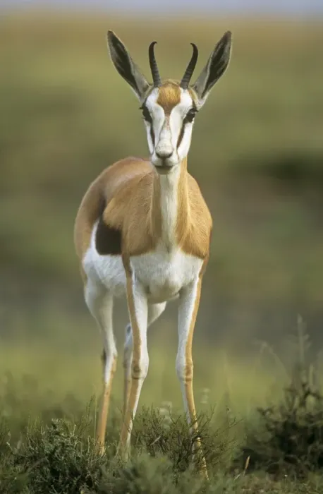 Framed Print : Springbok South Africa Framed Print : Springbok South Africa