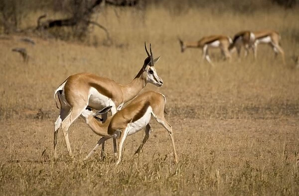 Springbok-Young being fed by the mother Kgalagadi Transfrontier Park-South Africa-Botswana-Africa
