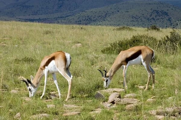 Springbok - Young males grazing. Grazes and browses, also digging up roots and bulbs. Inhabits open arid plains and savanna. Mountain Zebra National Park, Eastern Cape, South Africa