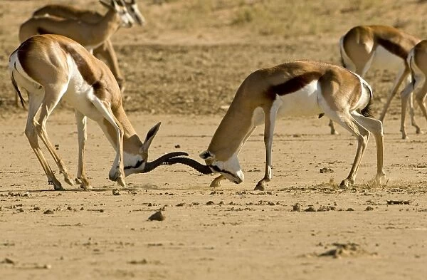 Springbok-Young males locking horns-fighting Kgalagadi Transfrontier Park-South Africa-Botswana-Africa