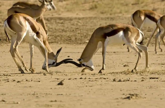 Framed Print : Springbok-Young males locking horns-fighting Kgalagadi Transfrontier Park-South Africa-Botswana-Africa Framed Print : Springbok-Young males locking horns-fighting Kgalagadi Transfrontier Park-South Africa-Botswana-Africa