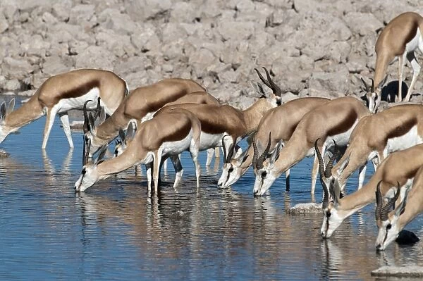 Springbuck - group drinking at water hole - Etosha National Park - Namibia