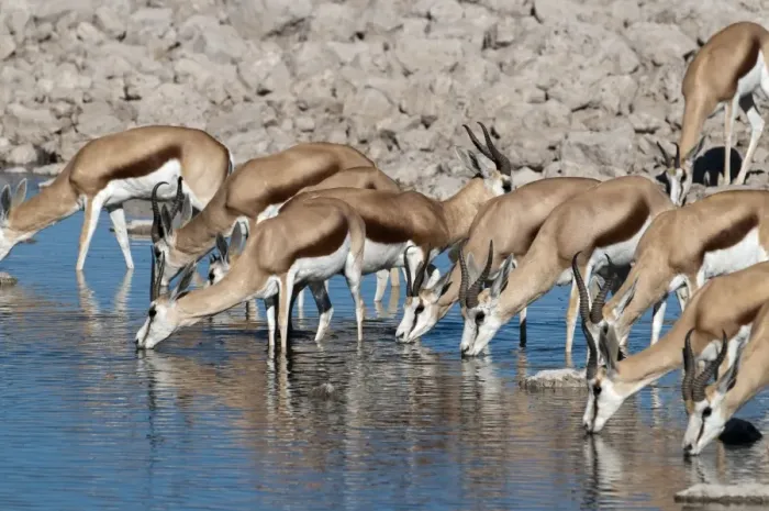 Framed Print : Springbuck - group drinking at water hole - Etosha National Park - Namibia Framed Print : Springbuck - group drinking at water hole - Etosha National Park - Namibia