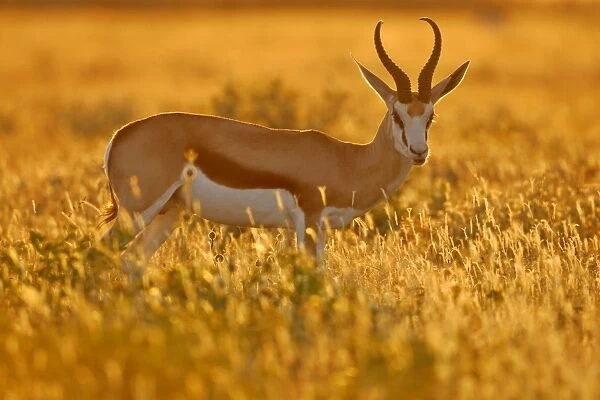 Springbuck male individual standing in grass savanna in late evening light Etosha National Park, Namibia, Africa