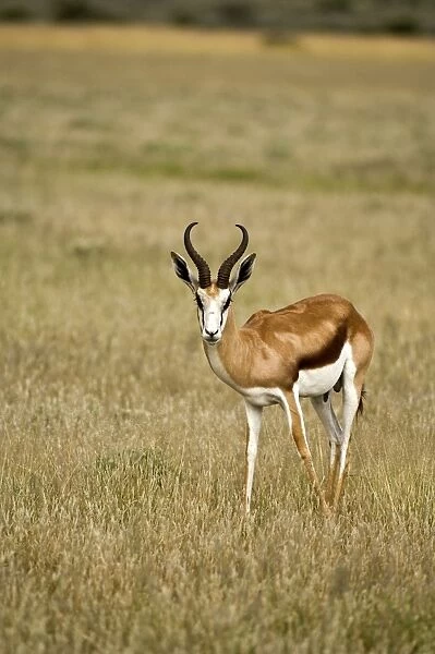 Springbuck  /  Springbok - In short grass - Kalahari - Botswana