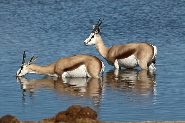 Springbuck - two standing in deep water - one drinking - Etosha National Park - Namibia