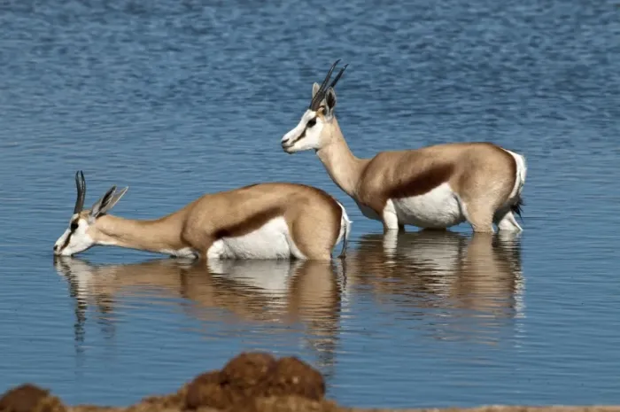 Framed Print : Springbuck - two standing in deep water - one drinking - Etosha National Park - Namibia Framed Print : Springbuck - two standing in deep water - one drinking - Etosha National Park - Namibia
