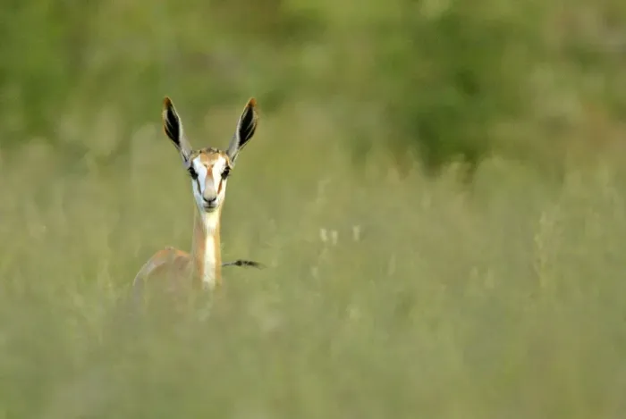 Framed Print : Springbuck front view of single individual standing in high grass Namibia, Africa Framed Print : Springbuck front view of single individual standing in high grass Namibia, Africa
