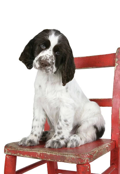 Springer Spaniel (approx 10 weeks old) sitting on chair