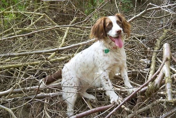 Springer Spaniel Dog - amongst brushwood