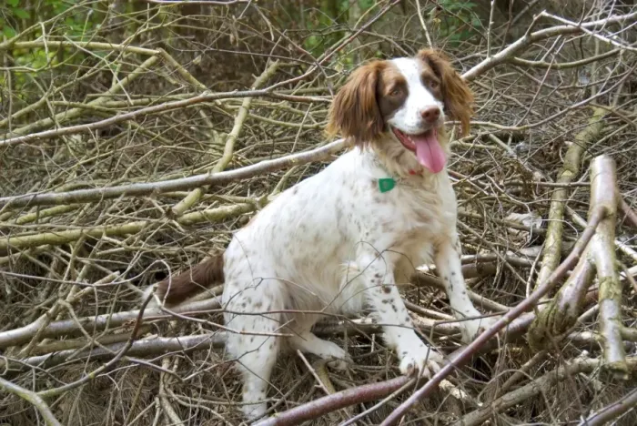 Framed Print : Springer Spaniel Dog - amongst brushwood Framed Print : Springer Spaniel Dog - amongst brushwood