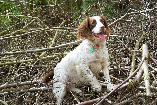 Springer Spaniel Dog - amongst brushwood
