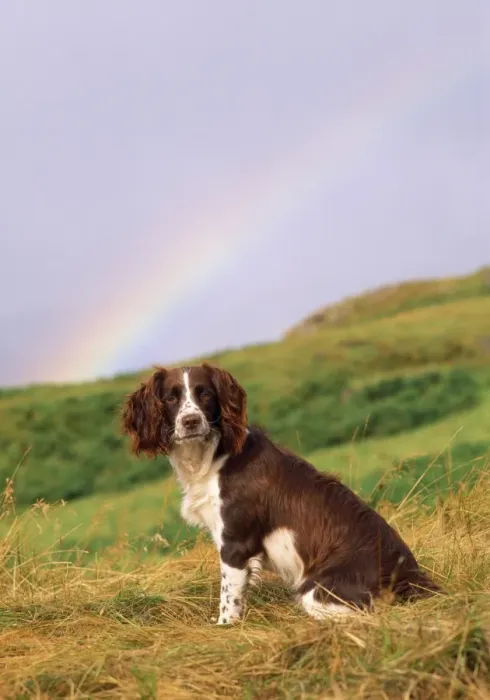 Framed Print : Springer Spaniel Dog - & rainbow Framed Print : Springer Spaniel Dog - & rainbow