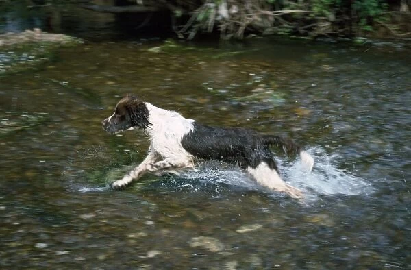 Springer Spaniel Dog - running in water