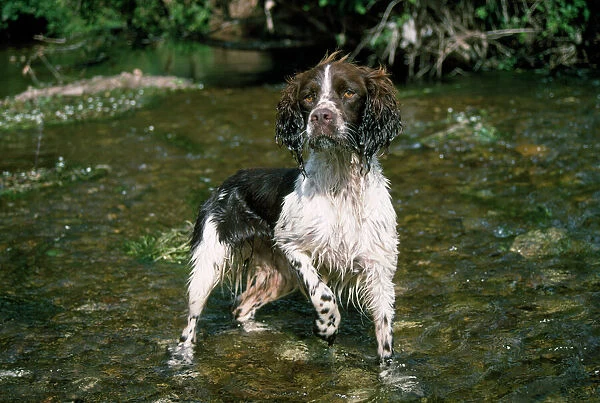 Springer Spaniel Dog - in water