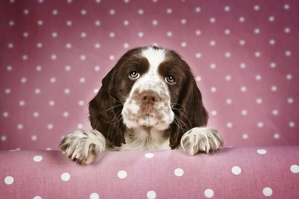 Springer Spaniel - puppy (approx 10 weeks old) with paws over ledge