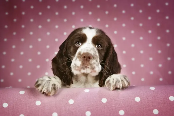 Framed Print : Springer Spaniel - puppy (approx 10 weeks old) with paws over ledge Framed Print : Springer Spaniel - puppy (approx 10 weeks old) with paws over ledge