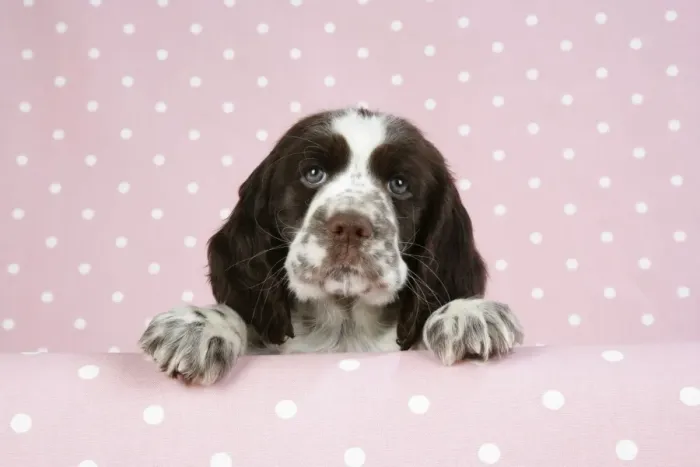 Framed Print : Springer Spaniel - puppy (approx 10 weeks old) with paws over ledge Framed Print : Springer Spaniel - puppy (approx 10 weeks old) with paws over ledge