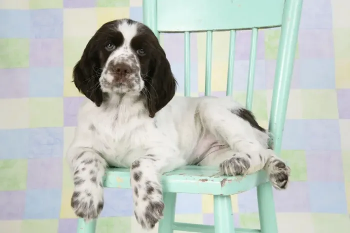 Framed Print : Springer Spaniel - puppy (approx 10 weeks old) sitting on chair Framed Print : Springer Spaniel - puppy (approx 10 weeks old) sitting on chair