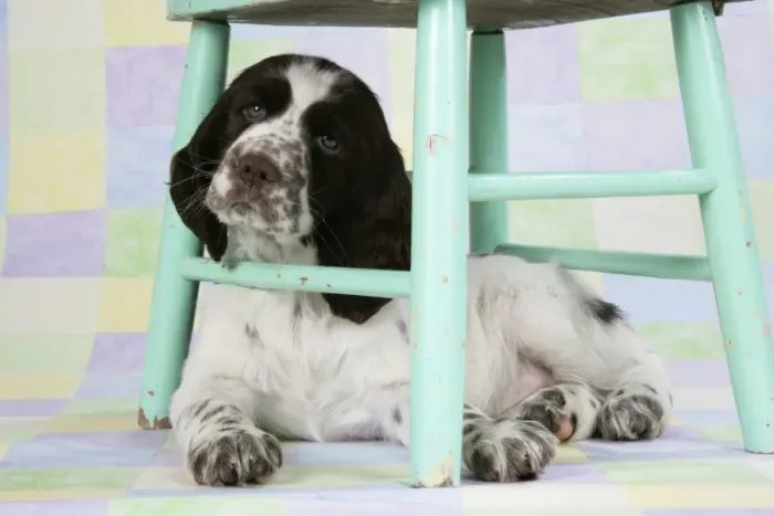 Framed Print : Springer Spaniel - puppy (approx 10 weeks old) underneath a chair Framed Print : Springer Spaniel - puppy (approx 10 weeks old) underneath a chair