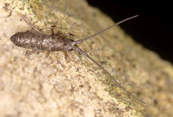 Springtail - Class: Insecta Order: Collembola UK