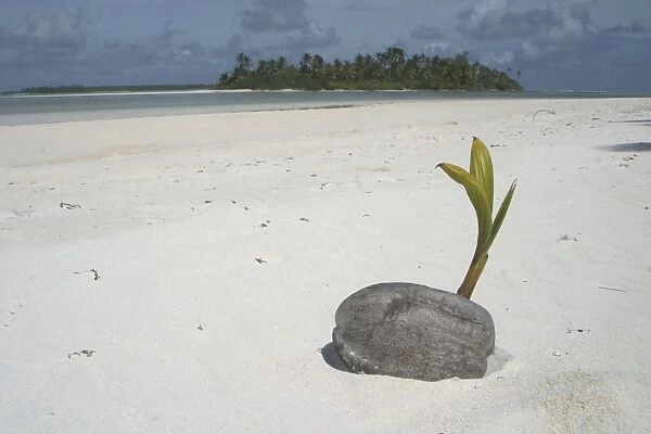 Sprouting coconut - Beach on West Island Cocos (Keeling) Islands, Indian Ocean